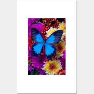 Big Blue Butterfly On Poms Bouquet Posters and Art